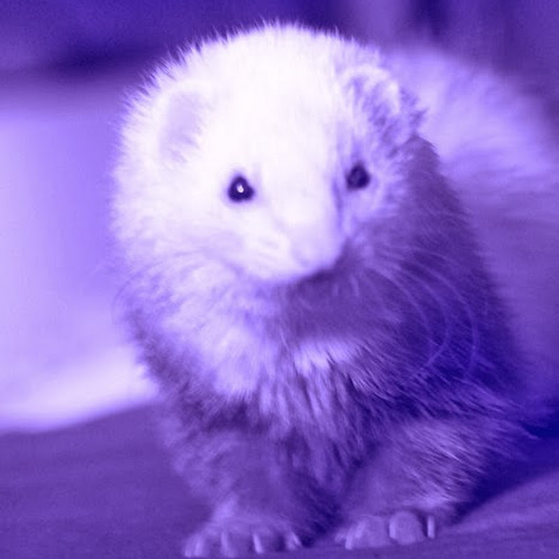 Wₕᵢₛₚₑᵣᵢₙg Wₑₘₚₑ