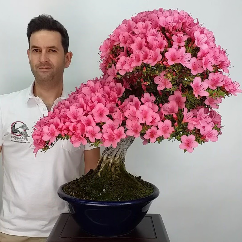 SANTI MUÑOZ BONSAI