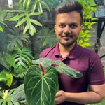 Lahore tropicals