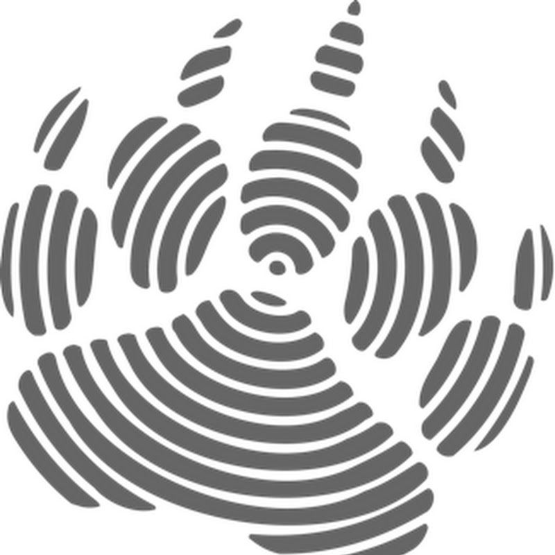 bearforensics