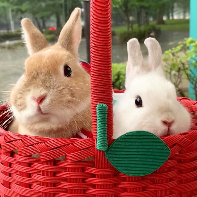 うさぎのポッケ【うさぎの兄弟】