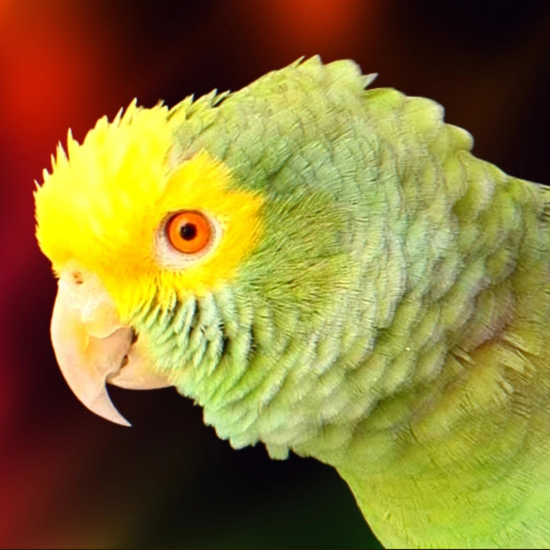 Soy Fito Loro