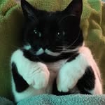 Sam, Bo & Boef 🇳🇱🐾🐾🐾