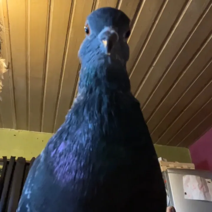 Pouic_Pouic