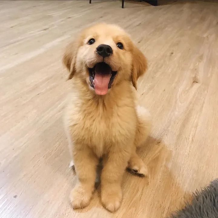 nuggetkoh