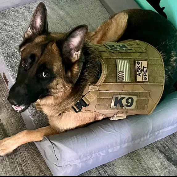 MaverickTheGSD