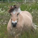horsemanship, driving & riding