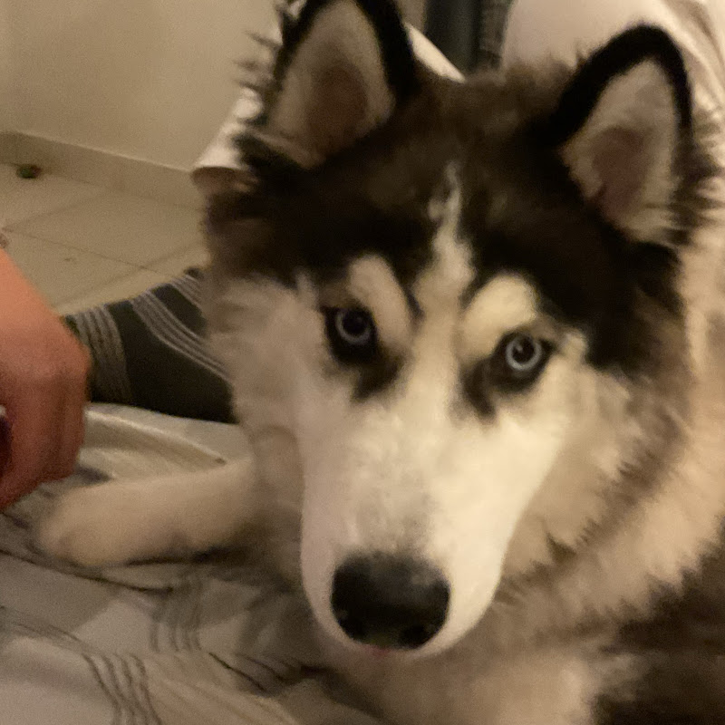 Ludo 