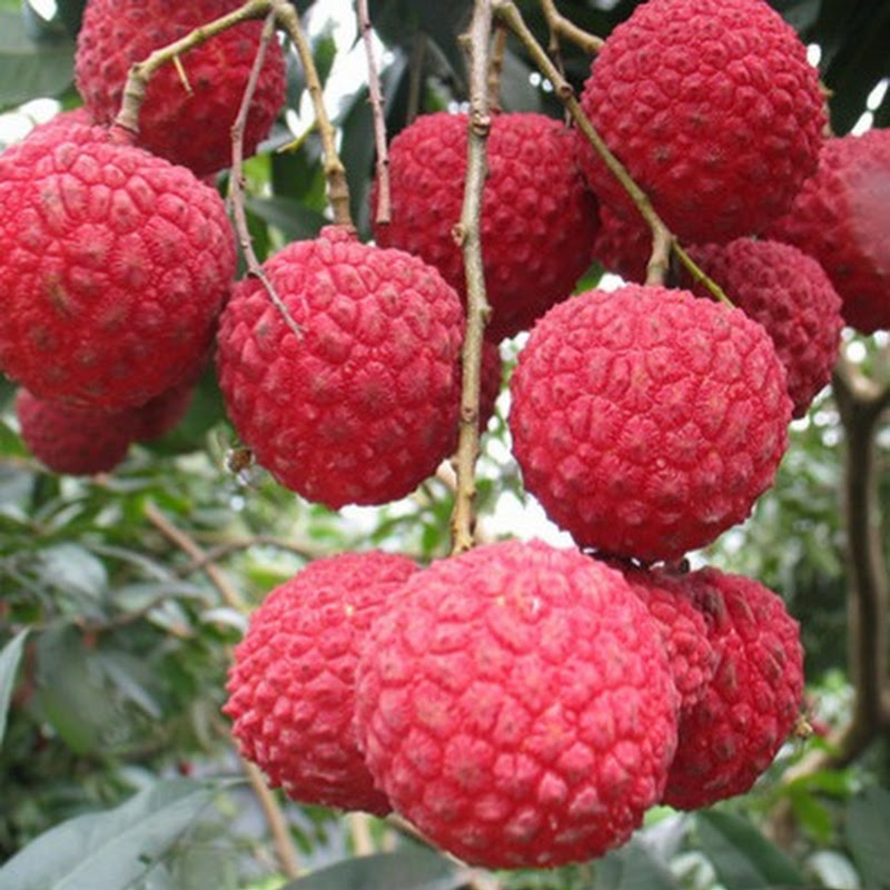 宾哥苗场   growing fruit