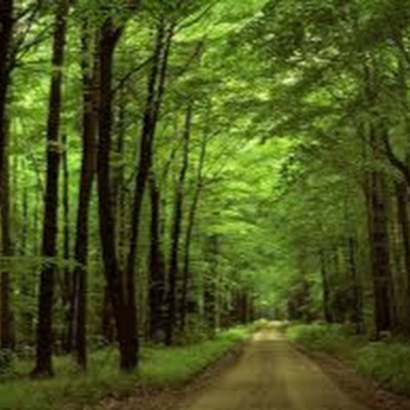 Nature, relaxing music, Books