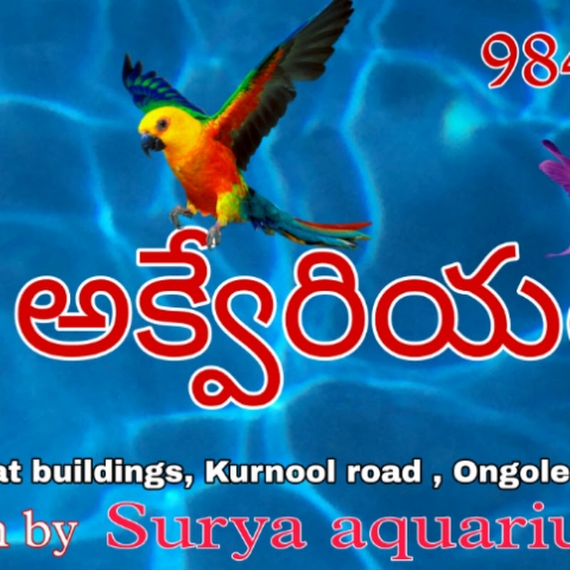 Surya aquarium care