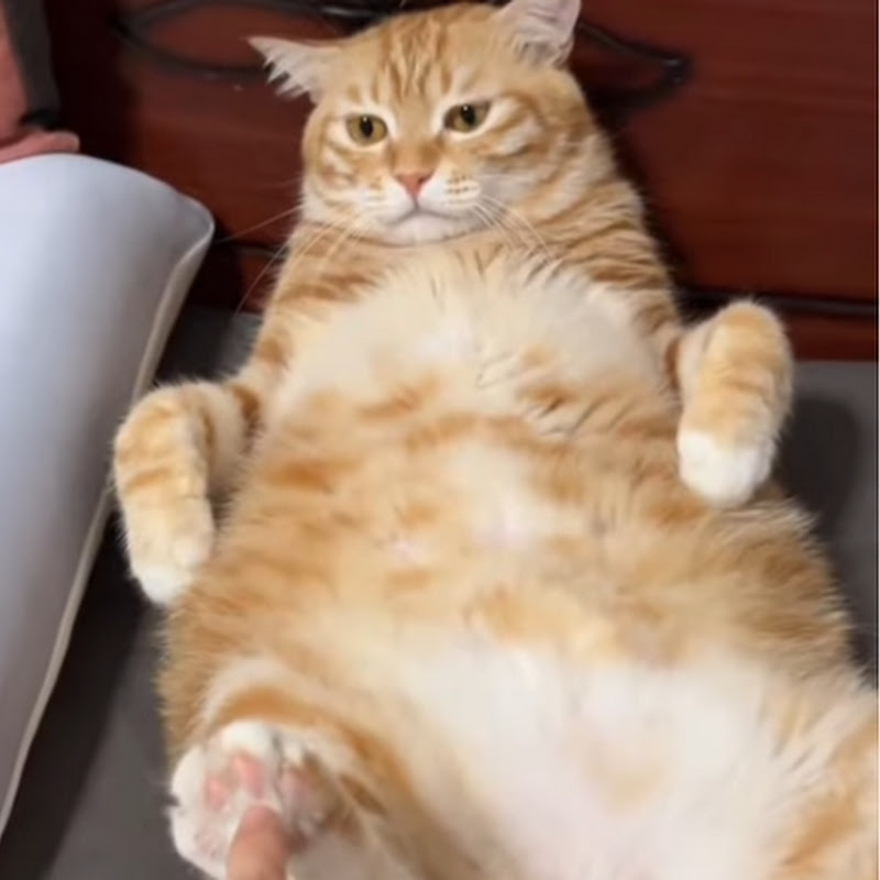Review Of The Grumpy Cat