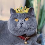 King Louis 👑 | British Blue