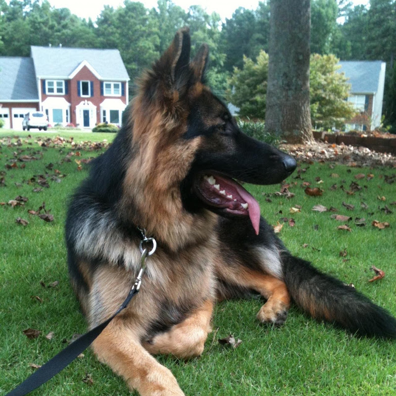 Sheperd Doggy