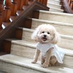 🐾 Kiko 布甸妹 🐩