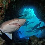 South West Rocks Dive Centre