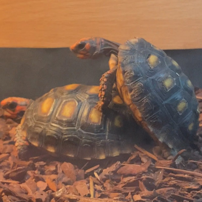 Meet our Tortoise family