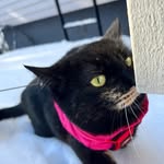 Ninni.The.Cat🇫🇮