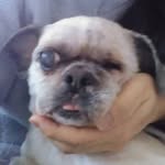 アニマルレスキューたんぽぽ（大阪北部の動物保護団体）