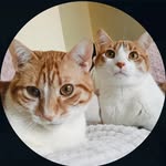 Sven&Marco&Otto&Cheeto