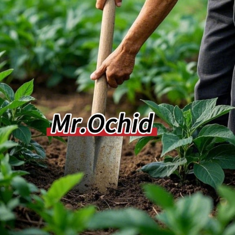 Mr. Ochid