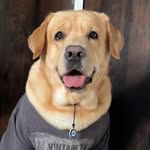Max the Labrador 🧿