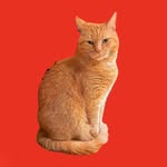 Albertino Amadeus The Cat - Official Account