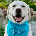 🐾 Labs_of_Insta 🐾