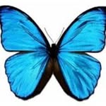 Big Bugs Butterflies