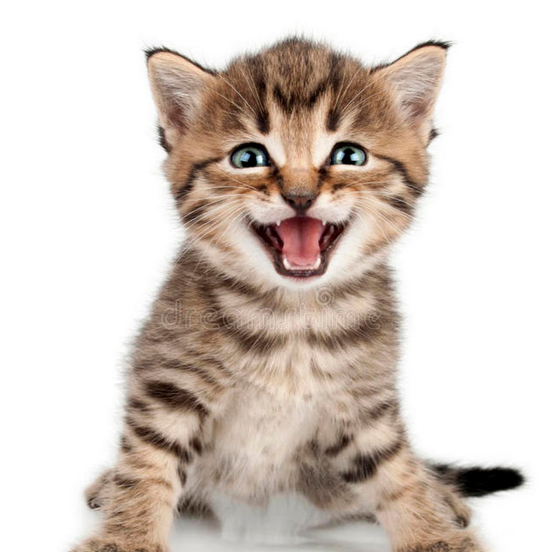 lovely animals