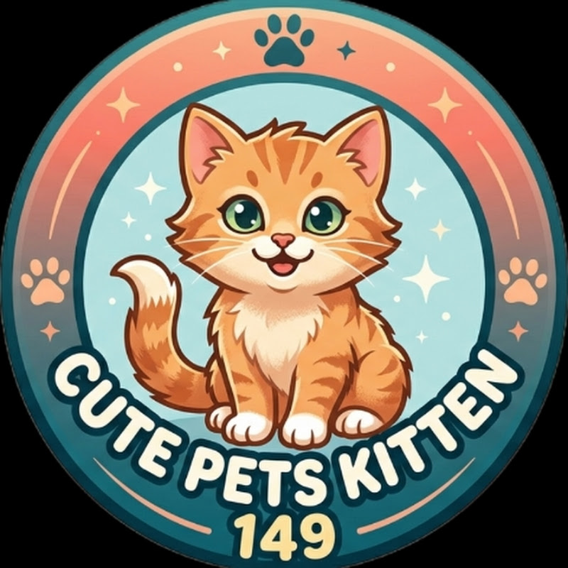 cute pets kitten