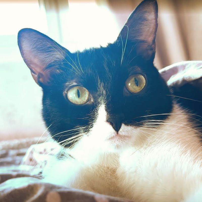 SalmiTheCat