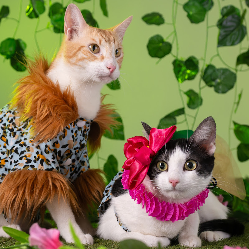 Sommer & Haru Kitty