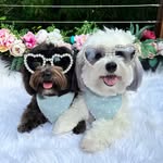 Ted and Piper the Havanese