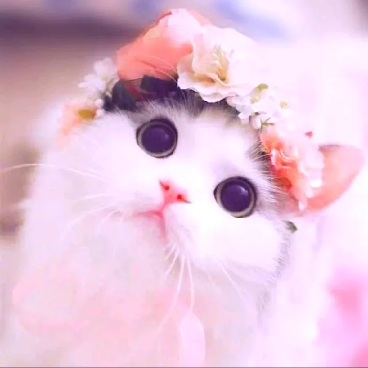 daily of cute pets 🐾