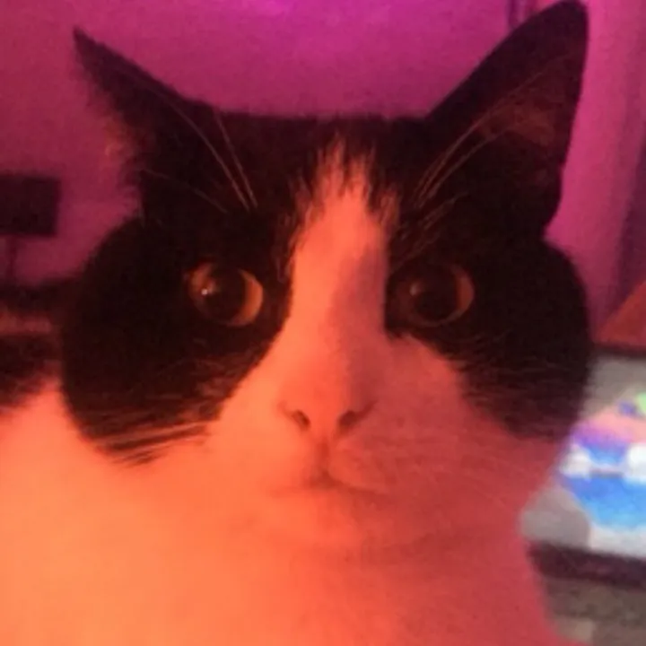 zoeg