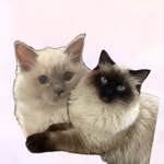 Kobe & Nala
