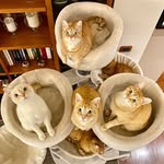 Gingertails&Pinkpaws