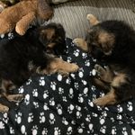 Rocky & Apollo