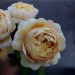 Emma - Beau Monde Blooms