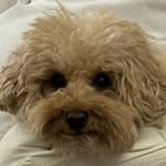 Choiza of dynamicduo