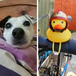 dogandquack