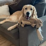 Mimi 🐾 The Golden Retriever