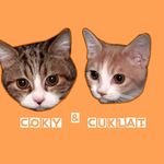 CokyCuklat