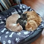 The Kitten Inn