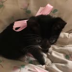 وصيفة🎀