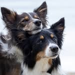 Border Collies Tess & Jill