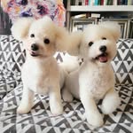 Ayu, Meme, Stella & Auri from Hong Kong