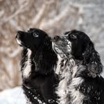 Kiwi and Kokos