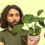 Just Plants